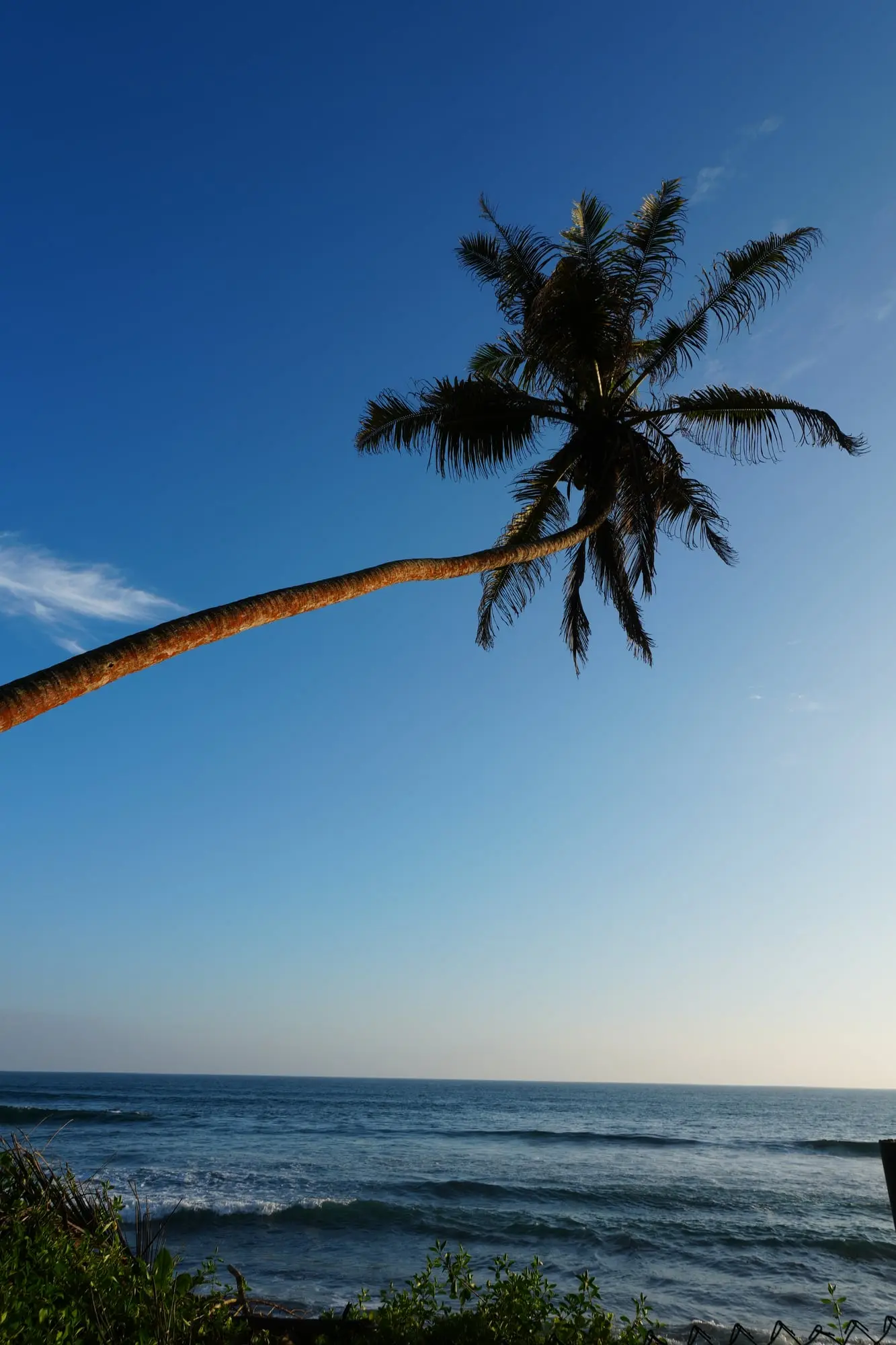 Palme vor blauem Himmel